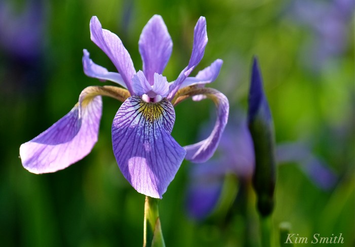 Iris versicolor copyright 2016