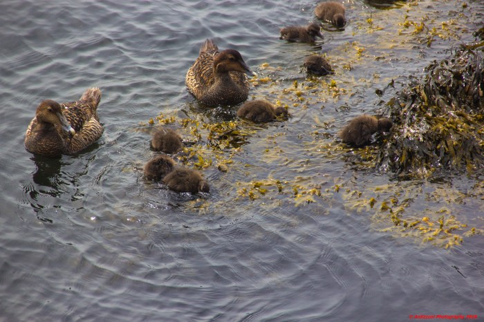 June 4, 2016 feeding time at Ocean Alliance at Amy Kerr Art Show