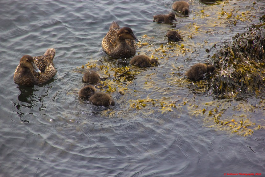 June 4, 2016 feeding time at Ocean Alliance at Amy Kerr Art Show