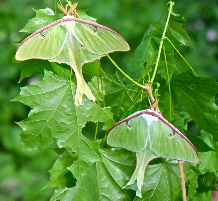 Male Female Luna Moth dorsal Copyright Kim Smith
