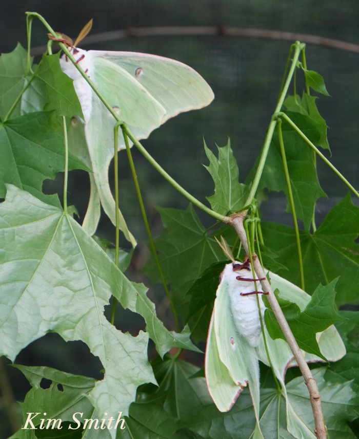 Male Female Luna Moth underside ventral Copyright Kim Smith copy