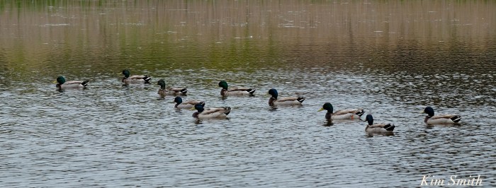 Male mallards copyright Kim Smith