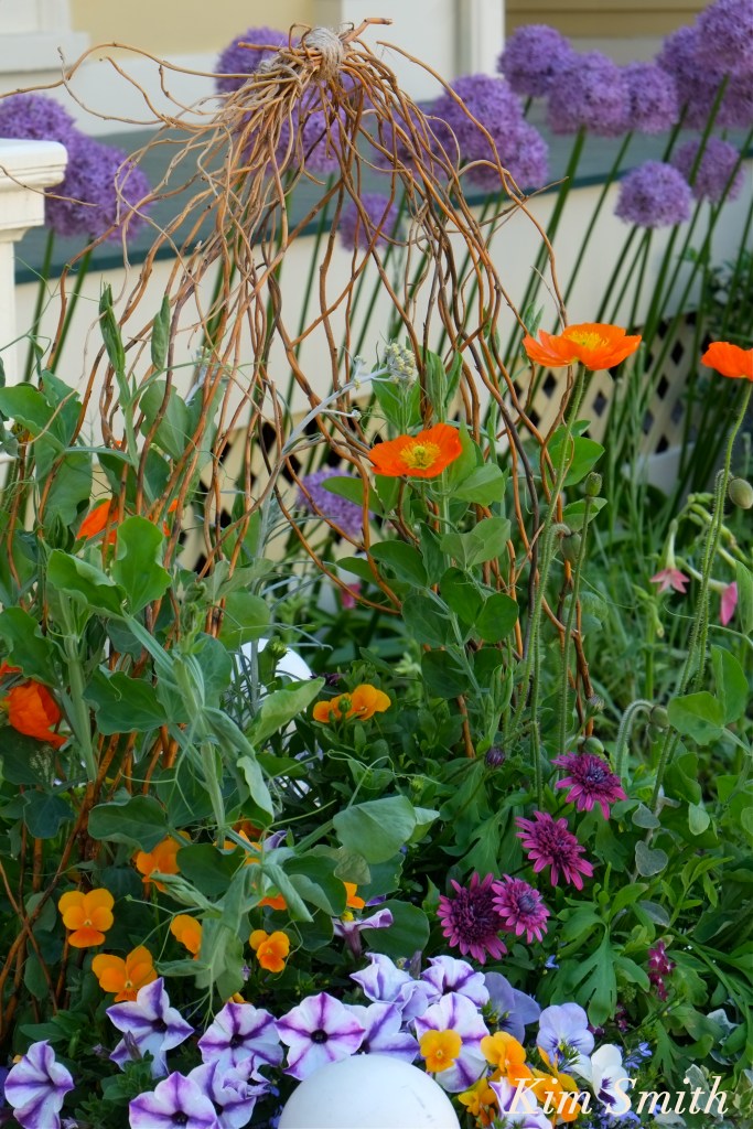 Mary Prentiss Inn poppies copyright Kim Smith