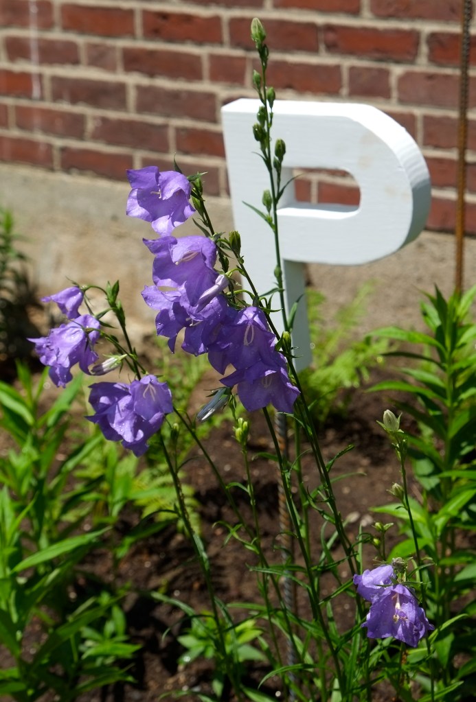 P is for Peach leaf Bellflower copyright Kim Smith