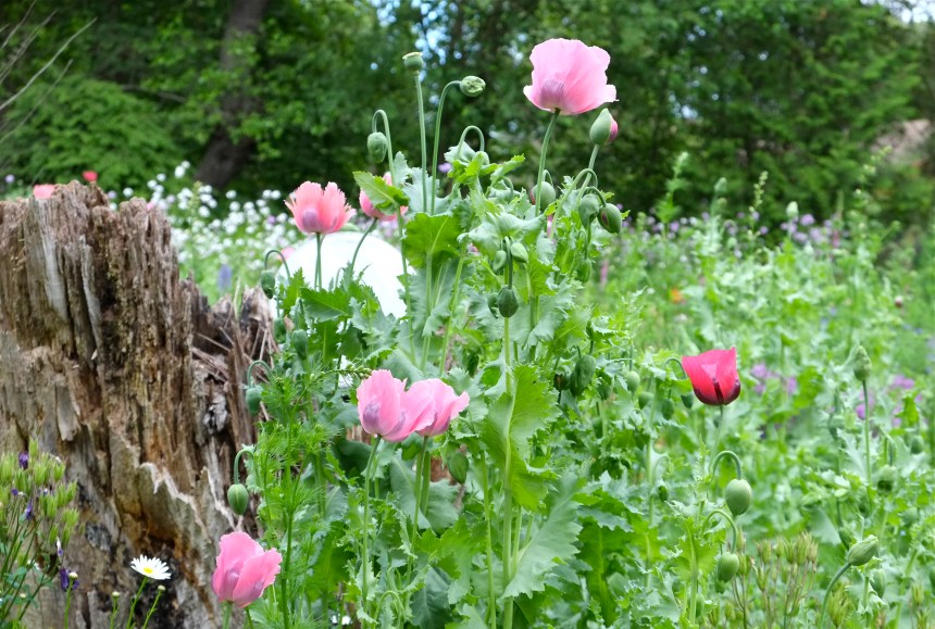 Pink Poppies copyright Kim Smith