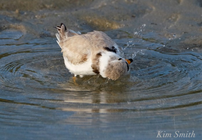 Piping plover bath -2 copyright Kim Smith.