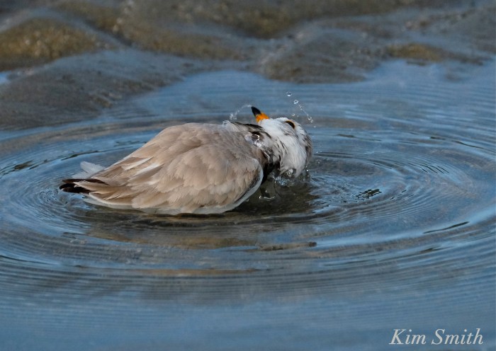 Piping plover bath copyright Kim Smith.