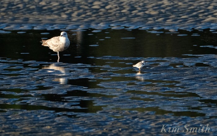 Piping Plover comparative photo with seagull copyright Kim Smith