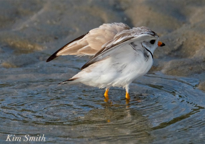 Piping plover drying wings copyright Kim Smith.