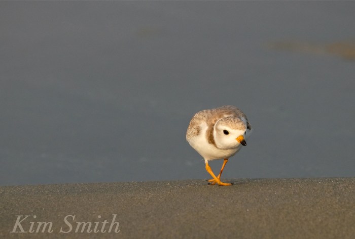 Piping Plover good Harbor Beach Gloucester MA -1 copyright Kim Smith