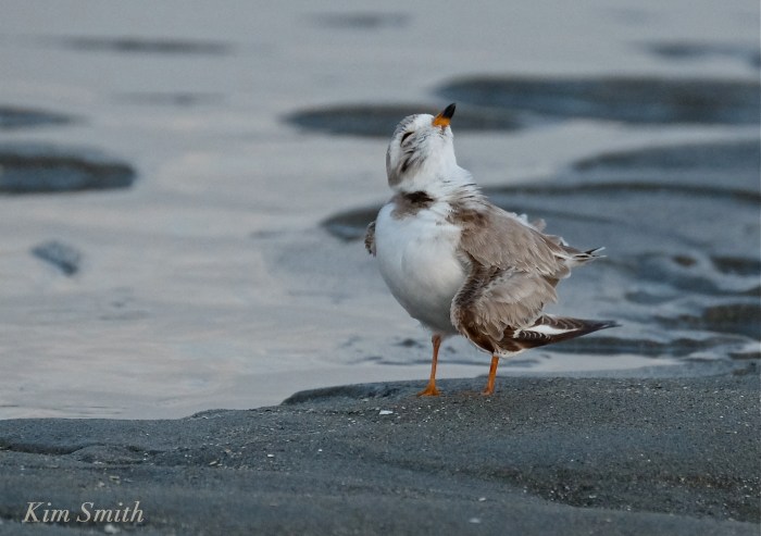 Piping Plover good Harbor Beach Gloucester MA copyright Kim Smith