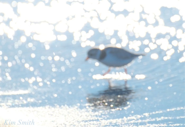 Piping Plover overexposed copyright Kim Smith