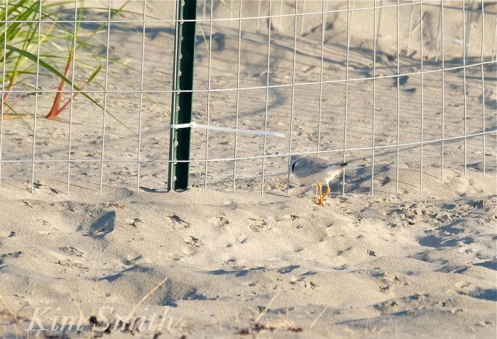 Piping Plover retruning to nest copyright Kim Smith