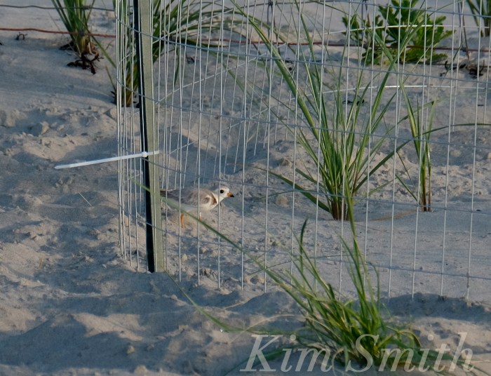 Piping Plovers nesting -3 Gloucester MA copyright Kim Smith