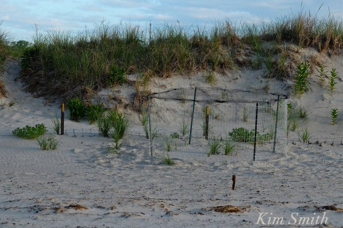 Piping Plovers nesting -4 Gloucester MA copyright Kim Smith