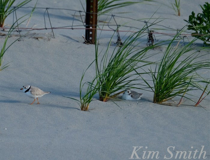 Piping Plovers nesting Gloucester MA copyright Kim Smith