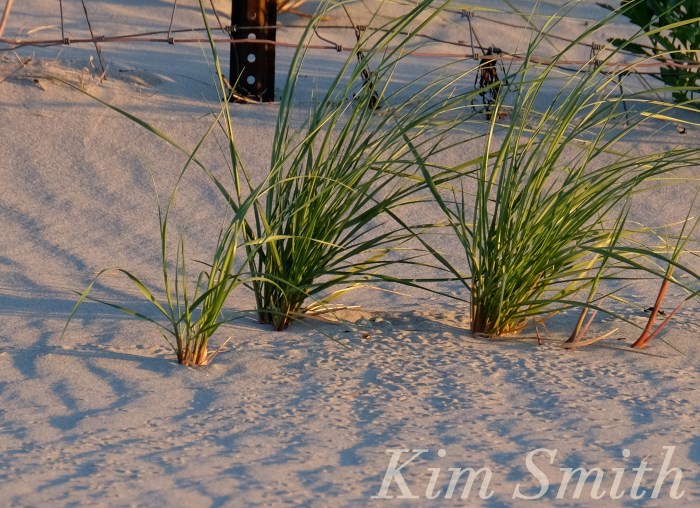 Piping Plovers Three eggs Gloucester MA copyright Kim Smith