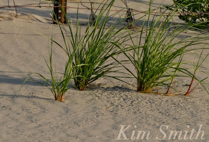 Piping Plovers Two eggs Gloucester MA copyright Kim Smith