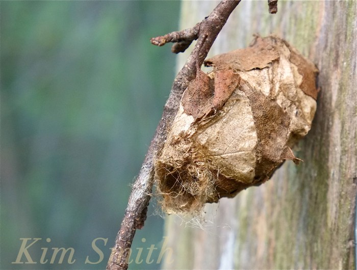 Polyphemus Moth cocoon copyright Kim Smith