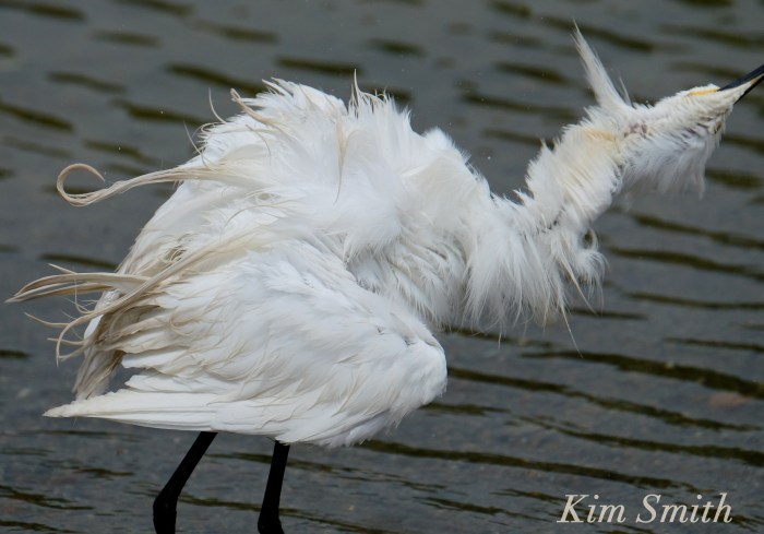 Snowy Egret Egretta thula -11 copyright Kim Smith
