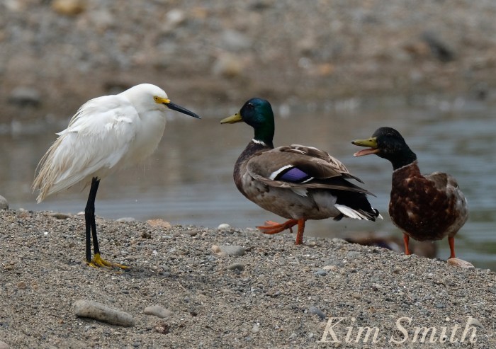 Snowy Egret Egretta thula -13 copyright Kim Smith