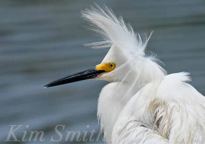 Snowy Egret Egretta thula -14copyright Kim Smith