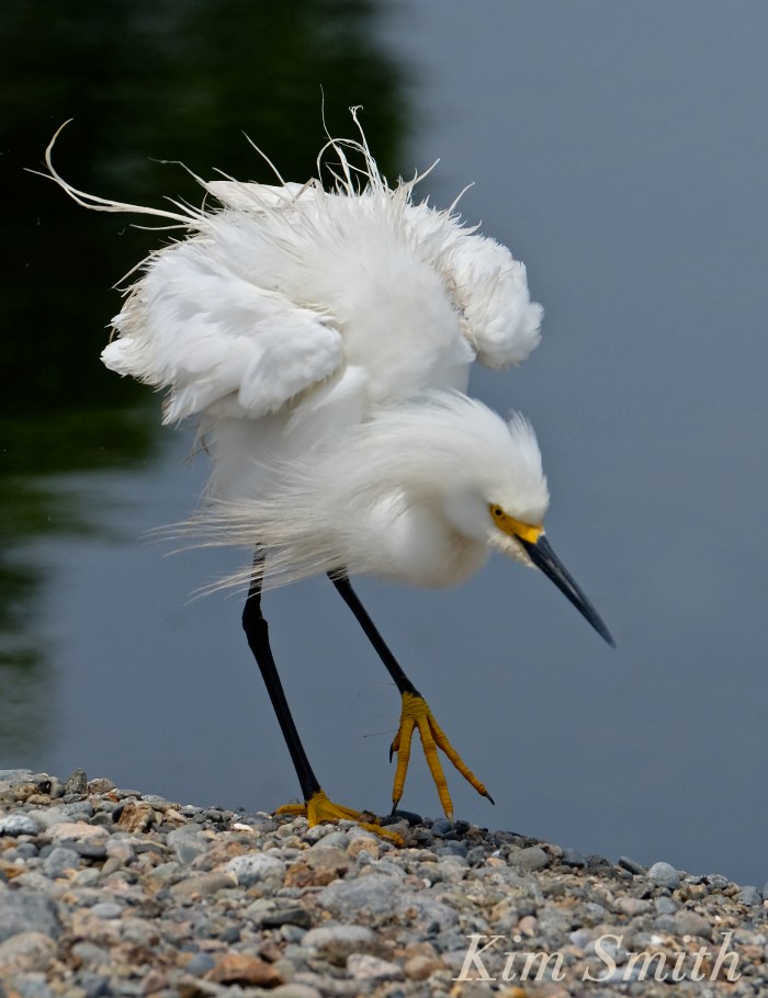 Snowy Egret Egretta thula -21 copyright Kim Smith