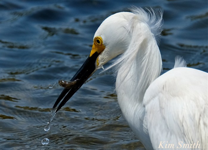 Snowy Egret Egretta thula copyright Kim Smith