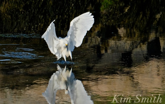 Snowy Egret Good Harbor Beach -2 copyright Kim Smith