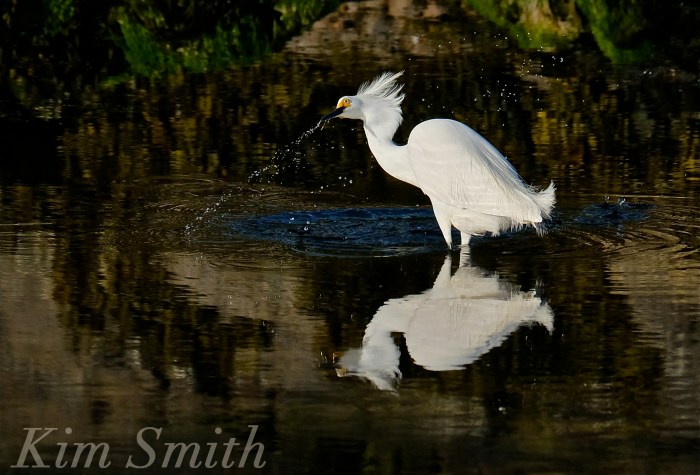 Snowy Egret Good Harbor Beach copyright Kim Smith