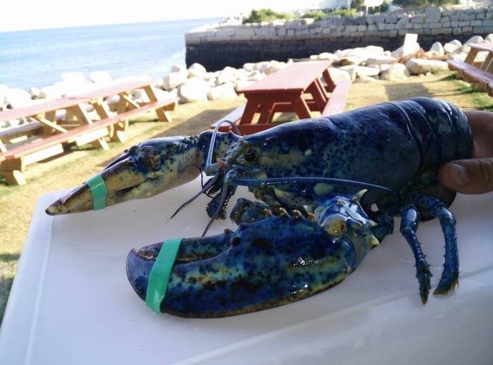 13833137_10206674604883823_543056839_o