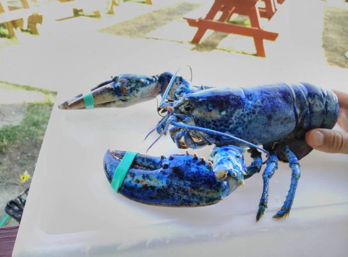 13843541_10206674605123829_489419561_o