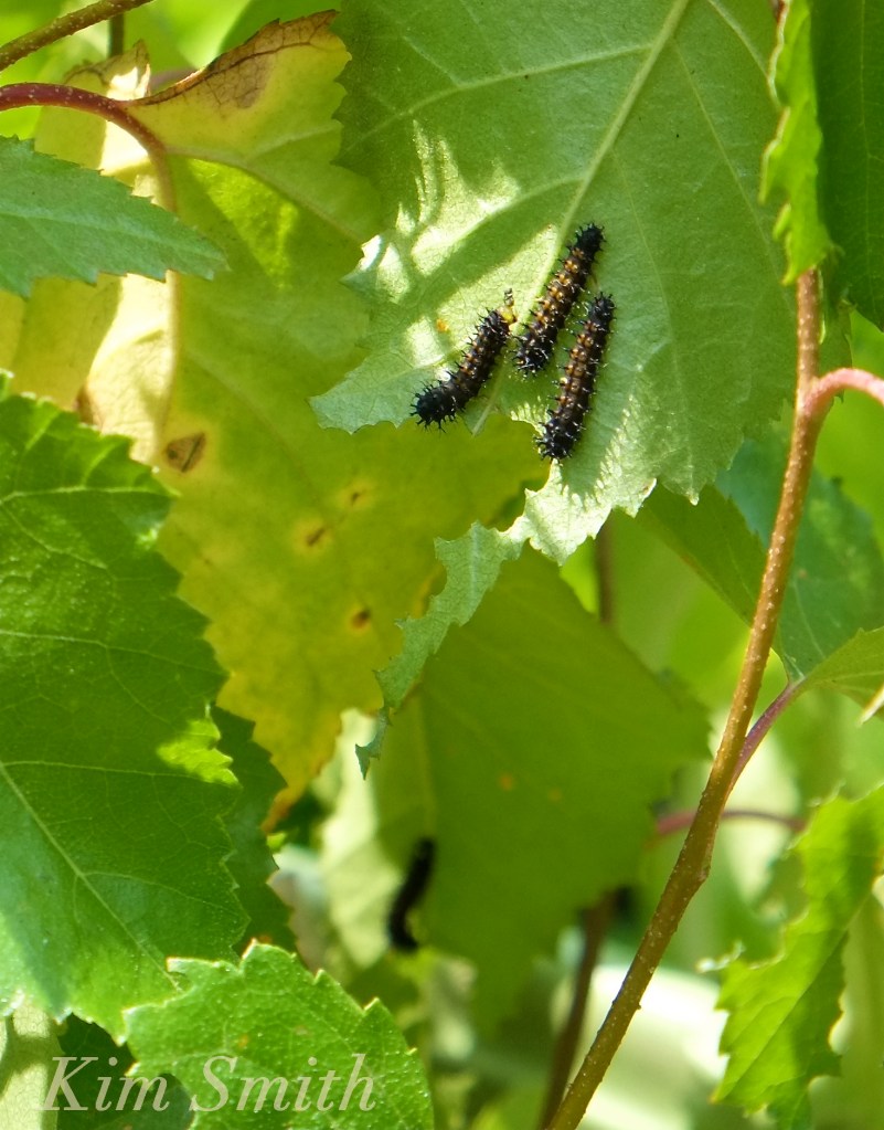 Cecropia Moth caterpillars copyright Kim Smith