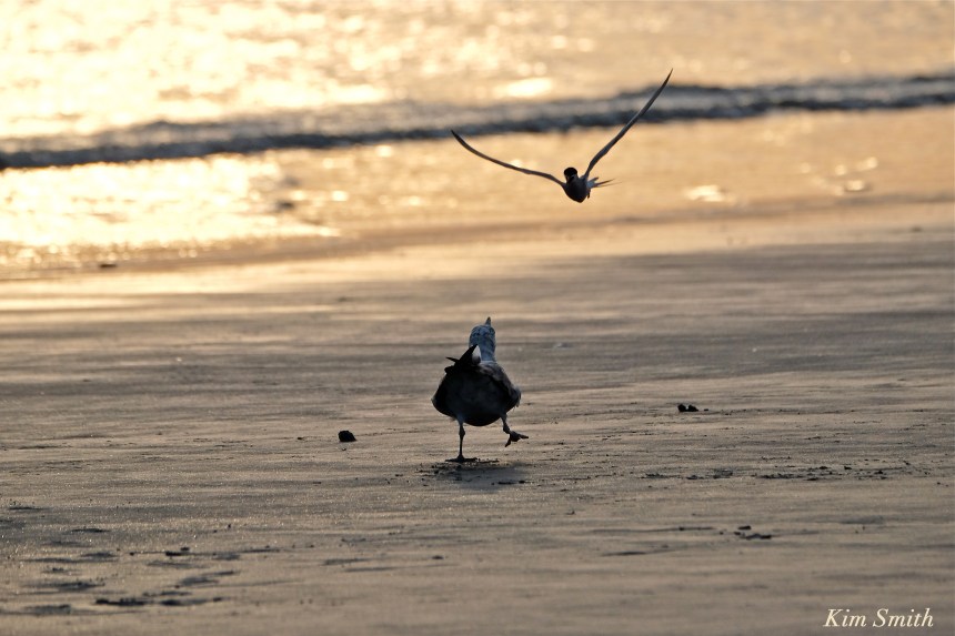 Common Tern attacking gull copyright Kim Smith