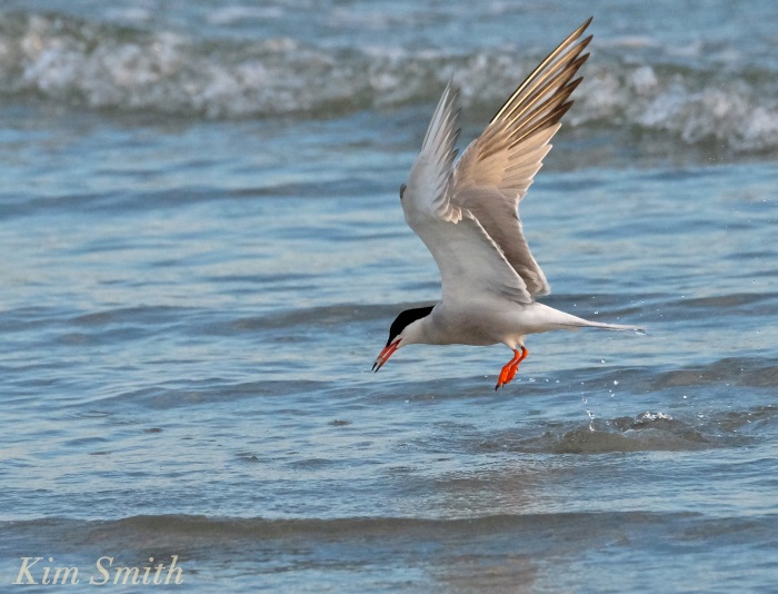 Common Tern feeding copyright Kim Smith