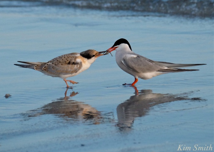 Common Tern Fledgling feeding -1 copyright Kim Smith
