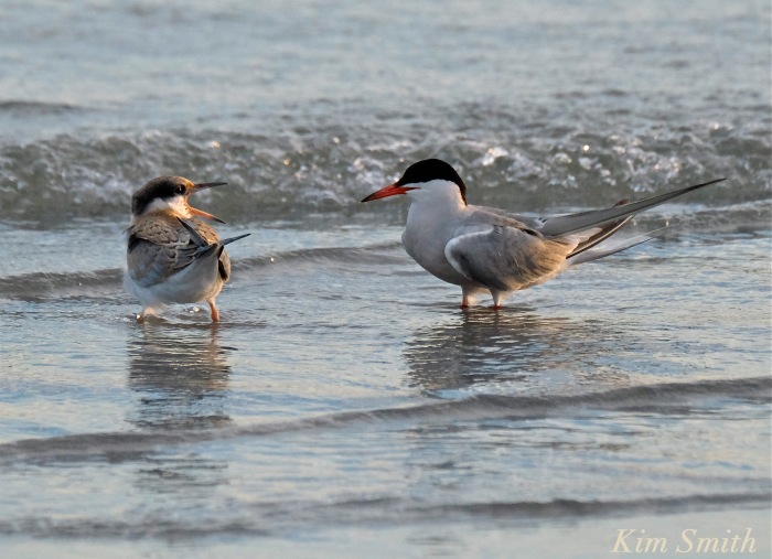 Common Tern Fledgling feeding -6 copyright Kim Smith