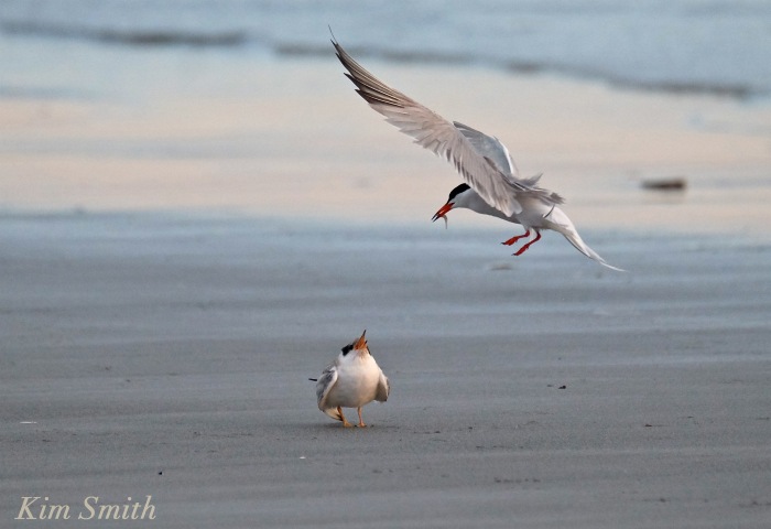Common Tern Fledgling feeding copyright Kim Smith