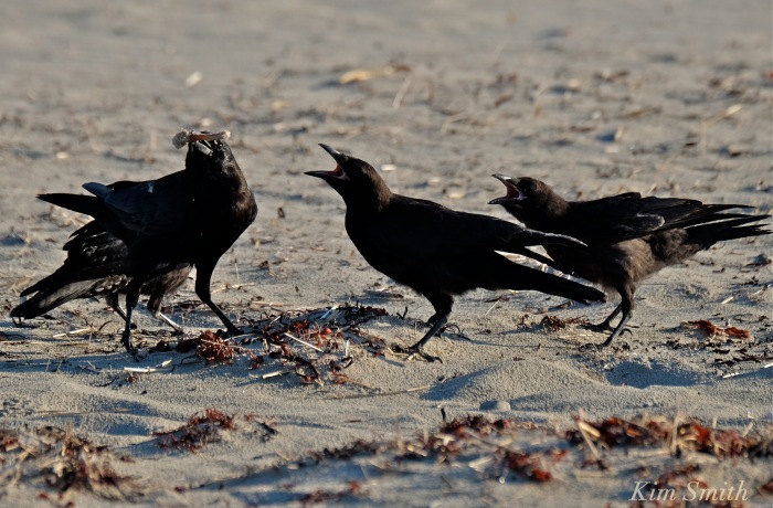 Crow battle copyright Kim Smith