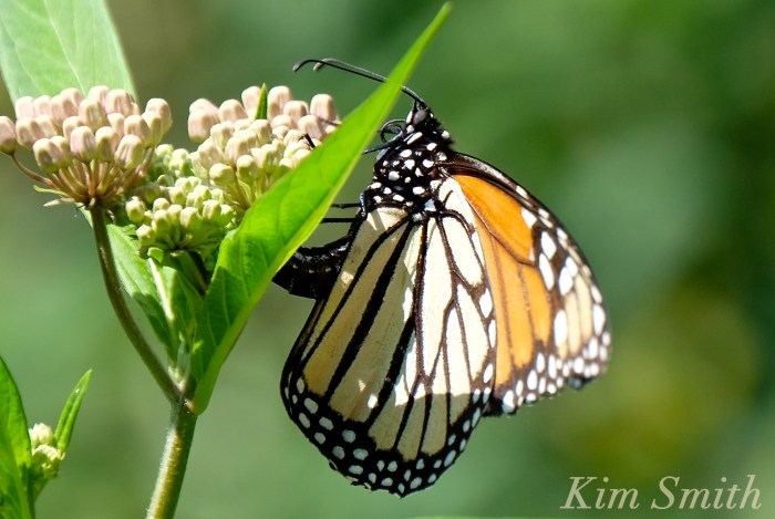 Female Monarch depositing eggs -1 copyright Kim Smith