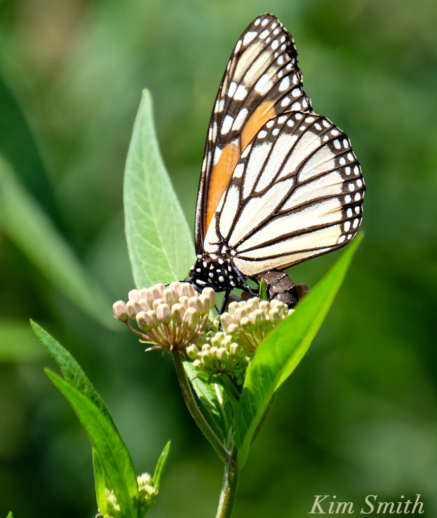 Female Monarch depositing eggs -2 copyright Kim Smith