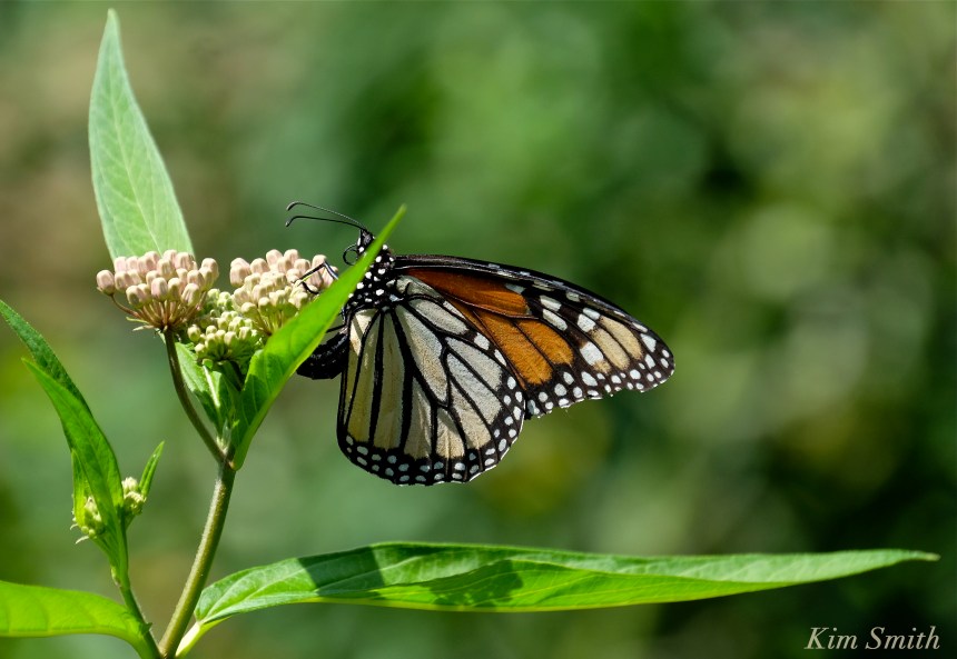 Female Monarch depositing eggs copyright Kim Smith