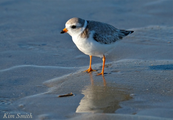 Female Piping Plover copyright Kim Smith