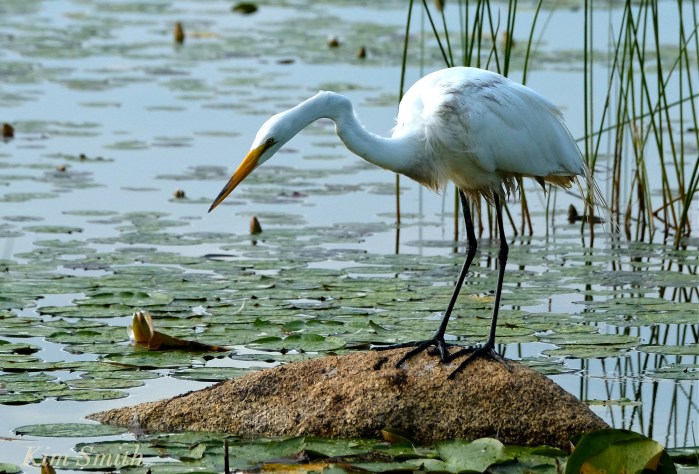 Great Egret Ardea alba copyright Kim Smith