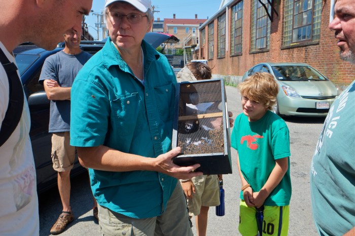 Honey Bee Swarm Cape Pond Ice marty Jessel copyright Kim Smith