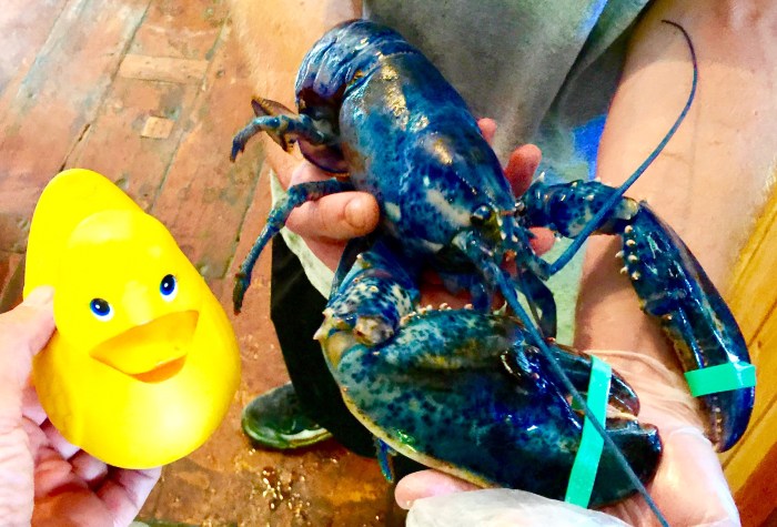 Rubber Duck, "I name you Opal."