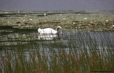 July 10, 2016 Something must be good