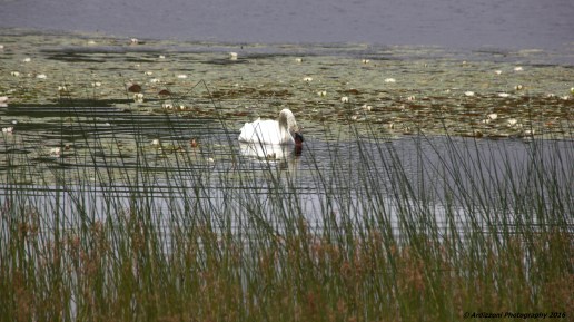 July 10, 2016 Swan at Niles Pond
