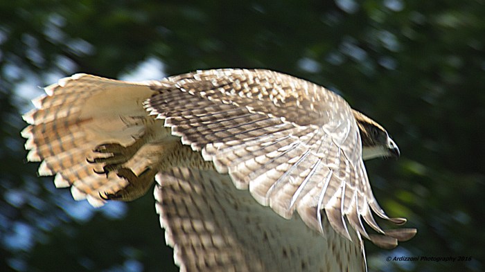 July 15, 2016 Almost got this beautiful bird flying