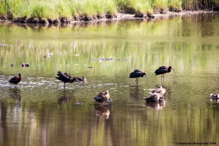 July 20, 2016 Good eating at low tide at Clark's Pond
